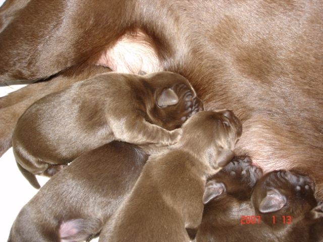 Mud's One Day Old 003.jpg